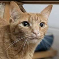 Thumbnail photo of Peanut #1