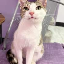 Thumbnail photo of Purcilla #2