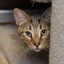 Thumbnail photo of Tiny Tim #1