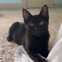 Thumbnail photo of Inky #3