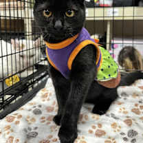 Thumbnail photo of KPDH : Abby #1