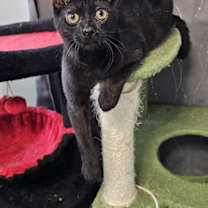 Thumbnail photo of Shorty #1