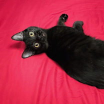 Thumbnail photo of Shorty #2