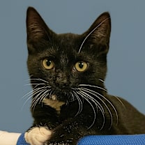 Thumbnail photo of Rainier #1