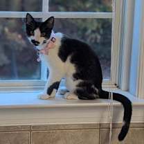 Thumbnail photo of Celaena #1