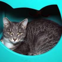 Thumbnail photo of Oba #1