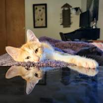 adopt-pet
