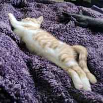 Thumbnail photo of Sea Salt #3