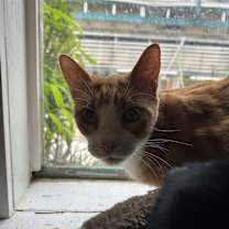 Thumbnail photo of Mogli #2