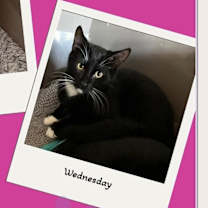 Thumbnail photo of Lelia - Forever Lovey, Friend #4