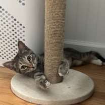 Thumbnail photo of Gracie #2