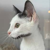 Thumbnail photo of Sammy #2