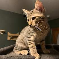 Thumbnail photo of Pretzel Dough #2