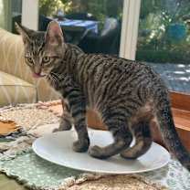 Thumbnail photo of Theo #2