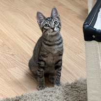 Thumbnail photo of Theo #3