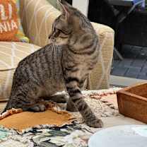 Thumbnail photo of Theo #4