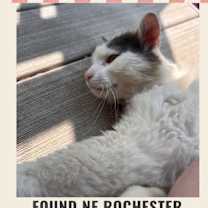 Thumbnail photo of Loki D #2