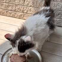 Thumbnail photo of Loki D #3