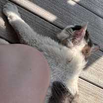 Thumbnail photo of Loki D #4