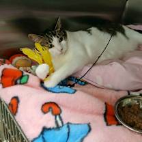 Thumbnail photo of Diamond #4