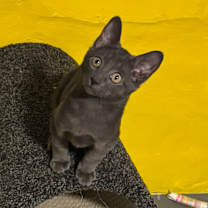 Thumbnail photo of Tom 2 #2