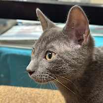 Thumbnail photo of Tom 2 #3