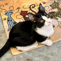 Thumbnail photo of Penelope, Harlow, Starsky #2