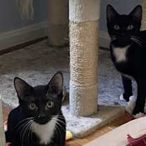 Thumbnail photo of Mokoko & Tycoco - bonded siblings #1