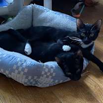 Thumbnail photo of Mokoko & Tycoco - bonded siblings #2