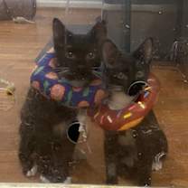 Thumbnail photo of Mokoko & Tycoco - bonded siblings #4