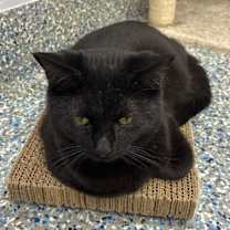 Thumbnail photo of Cranberry #1