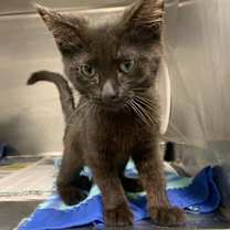 Thumbnail photo of Cranberry #2