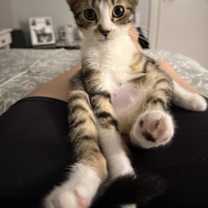 Thumbnail photo of Peeta #1