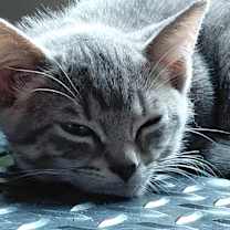 Thumbnail photo of Leo #3