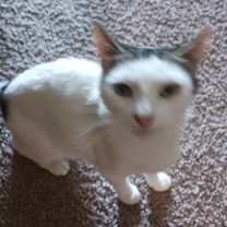 Thumbnail photo of FOUND NW ROCHESTER #1