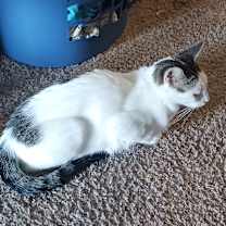 Thumbnail photo of FOUND NW ROCHESTER #2