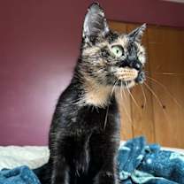 adopt-pet