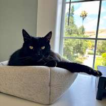 Thumbnail photo of Charlie - The Big Baby #3