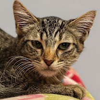 Thumbnail photo of Evie #1