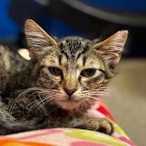 Thumbnail photo of Evie #4