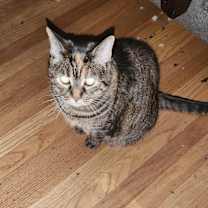 Thumbnail photo of Cleo #2