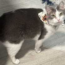 Thumbnail photo of Gracie #1