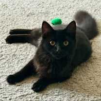 Thumbnail photo of Nadja 4588 #2