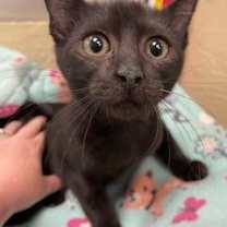 Thumbnail photo of Amelia #2