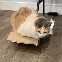 Thumbnail photo of Patty #1