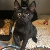 Thumbnail photo of PINE #1