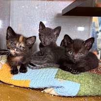 Thumbnail photo of PINE #2