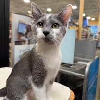 adopt a pet