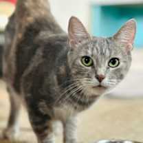 Thumbnail photo of Bronte #1