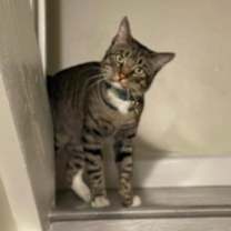 Thumbnail photo of Loki #2